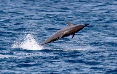 South Atlantic Fernando DolphinY